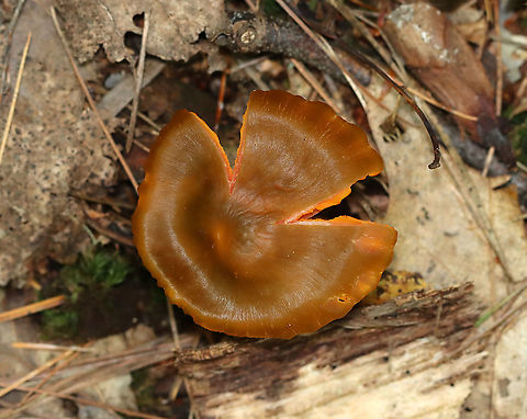 Mushroom - Humidicutis marginata var. olivacea *Tentative ID

Growng on the ground, but amid rotting wood, in a mixed forest
https://www.jungledragon.com/image/121721/mushroom_-_humidicutis_marginata_var._olivacea.html Geotagged,Humidicutis,Humidicutis marginata,Humidicutis marginata var. olivacea,Summer,United States,fungus,mushroom