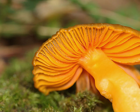 Mushroom - Humidicutis marginata var. olivacea *Tentative ID

Habitat: Growing on the ground, but amid rotting wood, in a mixed forest
https://www.jungledragon.com/image/121720/mushroom_-_humidicutis_marginata_var._olivacea.html Geotagged,Humidicutis marginata,Summer,United States
