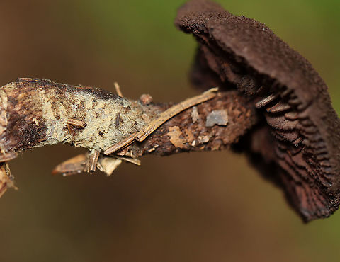 Inocybe tahquamenonensis Growing on the ground in a coastal, mixed forest
https://www.jungledragon.com/image/121722/inocybe_tahquamenonensis.html
https://www.jungledragon.com/image/121724/inocybe_tahquamenonensis.html
https://www.jungledragon.com/image/121723/inocybe_tahquamenonensis.html Geotagged,Inocybe tahquamenonensis,Summer,United States