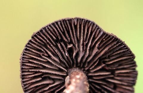 Inocybe tahquamenonensis Growing on the ground in a coastal, mixed forest
https://www.jungledragon.com/image/121722/inocybe_tahquamenonensis.html
https://www.jungledragon.com/image/121724/inocybe_tahquamenonensis.html
https://www.jungledragon.com/image/121723/inocybe_tahquamenonensis.html Geotagged,Inocybe tahquamenonensis,Summer,United States