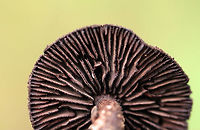 Inocybe tahquamenonensis Growing on the ground in a coastal, mixed forest<br />
https://www.jungledragon.com/image/121722/inocybe_tahquamenonensis.html<br />
https://www.jungledragon.com/image/121724/inocybe_tahquamenonensis.html<br />
https://www.jungledragon.com/image/121723/inocybe_tahquamenonensis.html Geotagged,Inocybe tahquamenonensis,Summer,United States