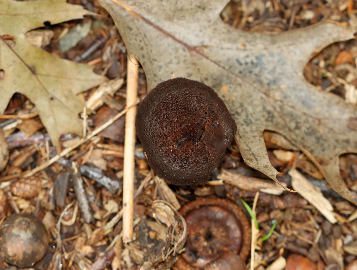 Inocybe tahquamenonensis Growing on the ground in a coastal, mixed forest<br />
<figure class="photo"><a href="https://www.jungledragon.com/image/121722/inocybe_tahquamenonensis.html" title="Inocybe tahquamenonensis"><img src="https://s3.amazonaws.com/media.jungledragon.com/images/3232/121722_thumb.jpg?AWSAccessKeyId=05GMT0V3GWVNE7GGM1R2&Expires=1759968010&Signature=hWcFrQzHimu9wM56%2FSz%2FX9KgC50%3D" width="200" height="156" alt="Inocybe tahquamenonensis Growing on the ground in a coastal, mixed forest<br />
https://www.jungledragon.com/image/121722/inocybe_tahquamenonensis.html<br />
https://www.jungledragon.com/image/121724/inocybe_tahquamenonensis.html<br />
https://www.jungledragon.com/image/121723/inocybe_tahquamenonensis.html Geotagged,Inocybe tahquamenonensis,Summer,United States" /></a></figure><br />
<figure class="photo"><a href="https://www.jungledragon.com/image/121724/inocybe_tahquamenonensis.html" title="Inocybe tahquamenonensis"><img src="https://s3.amazonaws.com/media.jungledragon.com/images/3232/121724_thumb.jpg?AWSAccessKeyId=05GMT0V3GWVNE7GGM1R2&Expires=1759968010&Signature=ezoJiP17GOPeP7cMDLn81yf0NRU%3D" width="200" height="152" alt="Inocybe tahquamenonensis Growing on the ground in a coastal, mixed forest<br />
https://www.jungledragon.com/image/121722/inocybe_tahquamenonensis.html<br />
https://www.jungledragon.com/image/121724/inocybe_tahquamenonensis.html<br />
https://www.jungledragon.com/image/121723/inocybe_tahquamenonensis.html Geotagged,Inocybe,Inocybe tahquamenonensis,Summer,United States,fungus,mushroom" /></a></figure><br />
<figure class="photo"><a href="https://www.jungledragon.com/image/121723/inocybe_tahquamenonensis.html" title="Inocybe tahquamenonensis"><img src="https://s3.amazonaws.com/media.jungledragon.com/images/3232/121723_thumb.jpg?AWSAccessKeyId=05GMT0V3GWVNE7GGM1R2&Expires=1759968010&Signature=bLnyJnCiBeKqcemu4vsY46vLujQ%3D" width="200" height="130" alt="Inocybe tahquamenonensis Growing on the ground in a coastal, mixed forest<br />
https://www.jungledragon.com/image/121722/inocybe_tahquamenonensis.html<br />
https://www.jungledragon.com/image/121724/inocybe_tahquamenonensis.html<br />
https://www.jungledragon.com/image/121723/inocybe_tahquamenonensis.html Geotagged,Inocybe tahquamenonensis,Summer,United States" /></a></figure> Geotagged,Inocybe,Inocybe tahquamenonensis,Summer,United States,fungus,mushroom
