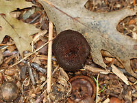 Inocybe tahquamenonensis Growing on the ground in a coastal, mixed forest<br />
https://www.jungledragon.com/image/121722/inocybe_tahquamenonensis.html<br />
https://www.jungledragon.com/image/121724/inocybe_tahquamenonensis.html<br />
https://www.jungledragon.com/image/121723/inocybe_tahquamenonensis.html Geotagged,Inocybe,Inocybe tahquamenonensis,Summer,United States,fungus,mushroom