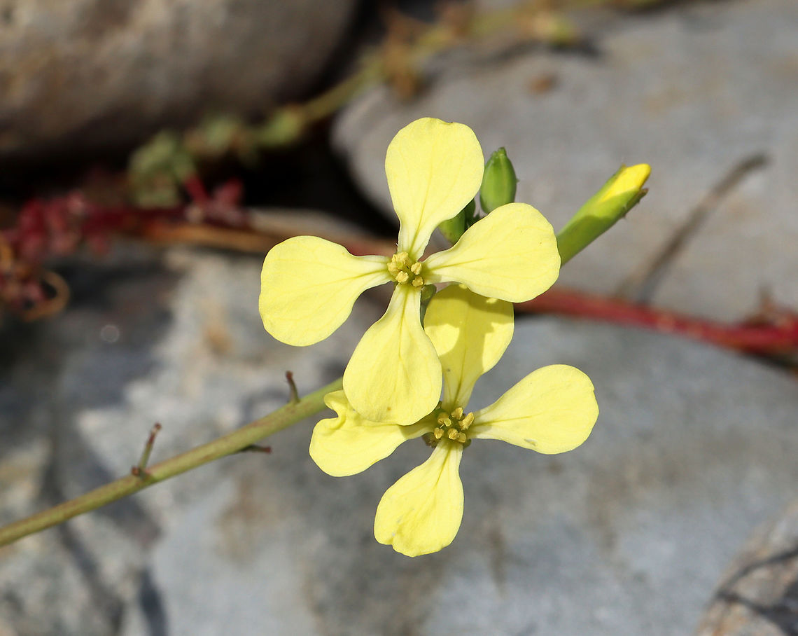 Jointed Charlock - Raphanus raphanistrum *Invasive species<br />
<br />
Habitat: Growing along the coast<br />
<figure class="photo"><a href="https://www.jungledragon.com/image/121726/jointed_charlock_-_raphanus_raphanistrum.html" title="Jointed Charlock - Raphanus raphanistrum"><img src="https://s3.amazonaws.com/media.jungledragon.com/images/3232/121726_thumb.jpg?AWSAccessKeyId=05GMT0V3GWVNE7GGM1R2&Expires=1767225610&Signature=tmNeeoKXXqSL72vmUPVANQqat9Q%3D" width="108" height="152" alt="Jointed Charlock - Raphanus raphanistrum *Invasive species<br />
<br />
Habitat: Growing along the coast<br />
https://www.jungledragon.com/image/121725/jointed_charlock_-_raphanus_raphanistrum.html Geotagged,Jointed charlock,Raphanus,Raphanus raphanistrum,Summer,United States,jointed charlock,wild radish" /></a></figure> Geotagged,Jointed charlock,Raphanus raphanistrum,Summer,United States