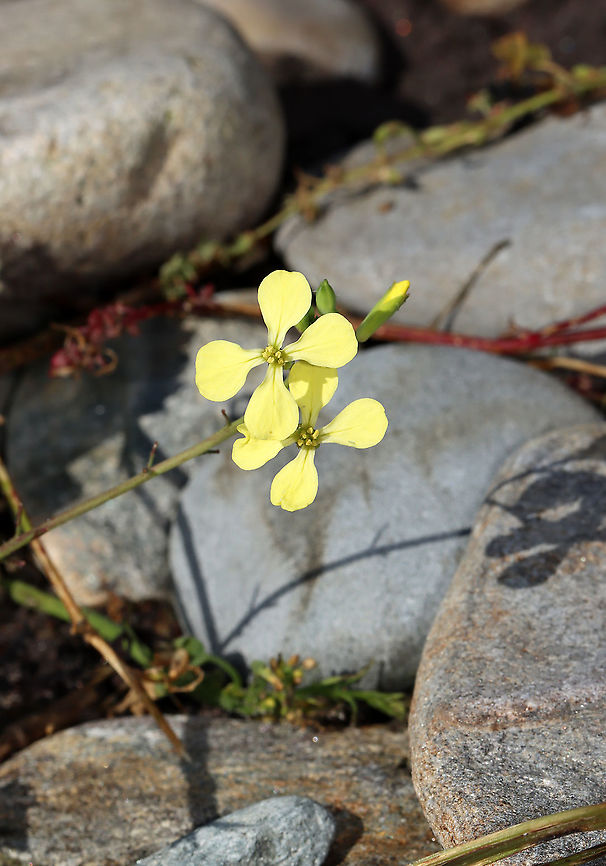 Jointed Charlock - Raphanus raphanistrum *Invasive species<br />
<br />
Habitat: Growing along the coast<br />
<figure class="photo"><a href="https://www.jungledragon.com/image/121725/jointed_charlock_-_raphanus_raphanistrum.html" title="Jointed Charlock - Raphanus raphanistrum"><img src="https://s3.amazonaws.com/media.jungledragon.com/images/3232/121725_thumb.jpg?AWSAccessKeyId=05GMT0V3GWVNE7GGM1R2&Expires=1767225610&Signature=ZF40pldF4ICVFtiYsramH2ACr1I%3D" width="200" height="160" alt="Jointed Charlock - Raphanus raphanistrum *Invasive species<br />
<br />
Habitat: Growing along the coast<br />
https://www.jungledragon.com/image/121726/jointed_charlock_-_raphanus_raphanistrum.html Geotagged,Jointed charlock,Raphanus raphanistrum,Summer,United States" /></a></figure> Geotagged,Jointed charlock,Raphanus,Raphanus raphanistrum,Summer,United States,jointed charlock,wild radish