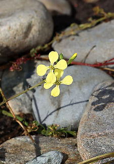 Jointed Charlock - Raphanus raphanistrum *Invasive species

Habitat: Growing along the coast
https://www.jungledragon.com/image/121725/jointed_charlock_-_raphanus_raphanistrum.html Geotagged,Jointed charlock,Raphanus,Raphanus raphanistrum,Summer,United States,jointed charlock,wild radish