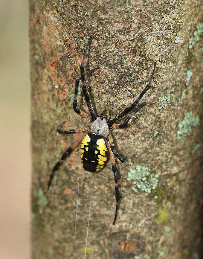 Yellow Garden Spider - Argiope aurantia I think I startled this beautiful spider when I was hiking this morning. It &quot;flew&quot; through the air in front of me with silk trailing behing it and landed on a tree trunk. I think I must have bumped her web.<br />
<br />
Habitat: Deciduous forest Argiope,Argiope aurantia,Geotagged,Summer,United States,Yellow Garden Spider,corn spider,garden spider,golden garden spider,lack and yellow garden spider,spider,writing spider