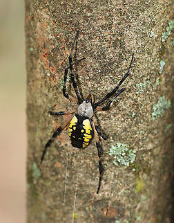 Yellow Garden Spider - Argiope aurantia I think I startled this beautiful spider when I was hiking this morning. It "flew" through the air in front of me with silk trailing behing it and landed on a tree trunk. I think I must have bumped her web.

Habitat: Deciduous forest Argiope,Argiope aurantia,Geotagged,Summer,United States,Yellow Garden Spider,corn spider,garden spider,golden garden spider,lack and yellow garden spider,spider,writing spider
