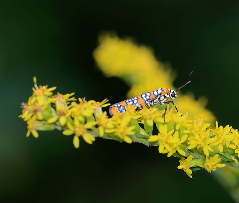 Ailanthus Webworm Moth - Atteva aurea Habitat: Meadow Ailanthus webworm,Atteva,Atteva aurea,Geotagged,Summer,United States,moth