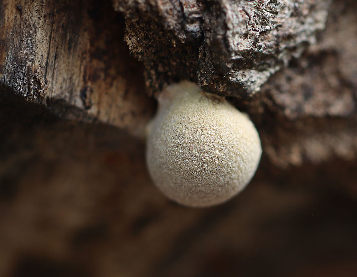 Slime Mold - Reticularia lycoperdon I found several of these round masses on a snag that had been chewed by a beaver a couple years ago. The outside was whitish with a white base and the inside was full of brown spores.<br />
<br />
Habitat: Growing in a beaver gnawing trace on a hardwood tree; deciduous forest<br />
<figure class="photo"><a href="https://www.jungledragon.com/image/121792/slime_mold_-_reticularia_lycoperdon.html" title="Slime Mold - Reticularia lycoperdon"><img src="https://s3.amazonaws.com/media.jungledragon.com/images/3232/121792_thumb.jpg?AWSAccessKeyId=05GMT0V3GWVNE7GGM1R2&Expires=1763596810&Signature=I%2FoF3xnEbYbrGNBI6t9SO9N5jhU%3D" width="200" height="156" alt="Slime Mold - Reticularia lycoperdon I found several of these round masses on a snag that had been chewed by a beaver a couple years ago. The outside was whitish with a white base and the inside was full of brown spores.<br />
<br />
Habitat: Growing in a beaver gnawing trace on a hardwood tree; deciduous forest<br />
https://www.jungledragon.com/image/121792/puffball_or_slime_mold_maybe_reticularia_lycoperdon.html<br />
https://www.jungledragon.com/image/121795/puffball_or_slime_mold_maybe_reticularia_lycoperdon.html<br />
https://www.jungledragon.com/image/121794/puffball_or_slime_mold_maybe_reticularia_lycoperdon.html<br />
https://www.jungledragon.com/image/121793/puffball_or_slime_mold_maybe_reticularia_lycoperdon.html<br />
False Puffball,Geotagged,Lycogala,Reticularia lycoperdon,Summer,United States,fungus,slime mold" /></a></figure><br />
<figure class="photo"><a href="https://www.jungledragon.com/image/121795/slime_mold_-_reticularia_lycoperdon.html" title="Slime Mold - Reticularia lycoperdon"><img src="https://s3.amazonaws.com/media.jungledragon.com/images/3232/121795_thumb.jpg?AWSAccessKeyId=05GMT0V3GWVNE7GGM1R2&Expires=1763596810&Signature=nntj3OlK3HG75KkaYlIe3lnJTKc%3D" width="200" height="160" alt="Slime Mold - Reticularia lycoperdon I found several of these round masses on a snag that had been chewed by a beaver a couple years ago. The outside was whitish with a white base and the inside was full of brown spores.<br />
<br />
Habitat: Growing in a beaver gnawing trace on a hardwood tree; deciduous forest<br />
https://www.jungledragon.com/image/121792/puffball_or_slime_mold_maybe_reticularia_lycoperdon.html<br />
https://www.jungledragon.com/image/121795/puffball_or_slime_mold_maybe_reticularia_lycoperdon.html<br />
https://www.jungledragon.com/image/121794/puffball_or_slime_mold_maybe_reticularia_lycoperdon.html<br />
https://www.jungledragon.com/image/121793/puffball_or_slime_mold_maybe_reticularia_lycoperdon.html<br />
False Puffball,Geotagged,Reticularia lycoperdon,Summer,United States" /></a></figure><br />
<figure class="photo"><a href="https://www.jungledragon.com/image/121794/slime_mold_-_reticularia_lycoperdon.html" title="Slime Mold - Reticularia lycoperdon"><img src="https://s3.amazonaws.com/media.jungledragon.com/images/3232/121794_thumb.jpg?AWSAccessKeyId=05GMT0V3GWVNE7GGM1R2&Expires=1763596810&Signature=qTE9hLC4nIH0jBQhXJ2ByfqLYNs%3D" width="200" height="154" alt="Slime Mold - Reticularia lycoperdon I found several of these round masses on a snag that had been chewed by a beaver a couple years ago. The outside was whitish with a white base and the inside was full of brown spores.<br />
<br />
Habitat: Growing in a beaver gnawing trace on a hardwood tree; deciduous forest<br />
https://www.jungledragon.com/image/121792/puffball_or_slime_mold_maybe_reticularia_lycoperdon.html<br />
https://www.jungledragon.com/image/121795/puffball_or_slime_mold_maybe_reticularia_lycoperdon.html<br />
https://www.jungledragon.com/image/121794/puffball_or_slime_mold_maybe_reticularia_lycoperdon.html<br />
https://www.jungledragon.com/image/121793/puffball_or_slime_mold_maybe_reticularia_lycoperdon.html<br />
False Puffball,Geotagged,Reticularia lycoperdon,Summer,United States" /></a></figure><br />
<figure class="photo"><a href="https://www.jungledragon.com/image/121793/slime_mold_-_reticularia_lycoperdon.html" title="Slime Mold - Reticularia lycoperdon"><img src="https://s3.amazonaws.com/media.jungledragon.com/images/3232/121793_thumb.jpg?AWSAccessKeyId=05GMT0V3GWVNE7GGM1R2&Expires=1763596810&Signature=Bs8hV6eTxDvR5JWiYZqxriUZLFY%3D" width="200" height="154" alt="Slime Mold - Reticularia lycoperdon I found several of these round masses on a snag that had been chewed by a beaver a couple years ago. The outside was whitish with a white base and the inside was full of brown spores.<br />
<br />
Habitat: Growing in a beaver gnawing trace on a hardwood tree; deciduous forest<br />
https://www.jungledragon.com/image/121792/puffball_or_slime_mold_maybe_reticularia_lycoperdon.html<br />
https://www.jungledragon.com/image/121795/puffball_or_slime_mold_maybe_reticularia_lycoperdon.html<br />
https://www.jungledragon.com/image/121794/puffball_or_slime_mold_maybe_reticularia_lycoperdon.html<br />
https://www.jungledragon.com/image/121793/puffball_or_slime_mold_maybe_reticularia_lycoperdon.html<br />
False Puffball,Geotagged,Reticularia lycoperdon,Summer,United States" /></a></figure><br />
False Puffball,Geotagged,Lycogala,Reticularia lycoperdon,Summer,United States,fungus,slime mold