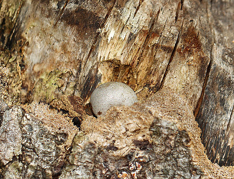 Slime Mold - Reticularia lycoperdon I found several of these round masses on a snag that had been chewed by a beaver a couple years ago. The outside was whitish with a white base and the inside was full of brown spores.

Habitat: Growing in a beaver gnawing trace on a hardwood tree; deciduous forest
https://www.jungledragon.com/image/121792/puffball_or_slime_mold_maybe_reticularia_lycoperdon.html
https://www.jungledragon.com/image/121795/puffball_or_slime_mold_maybe_reticularia_lycoperdon.html
https://www.jungledragon.com/image/121794/puffball_or_slime_mold_maybe_reticularia_lycoperdon.html
https://www.jungledragon.com/image/121793/puffball_or_slime_mold_maybe_reticularia_lycoperdon.html
 False Puffball,Geotagged,Reticularia lycoperdon,Summer,United States