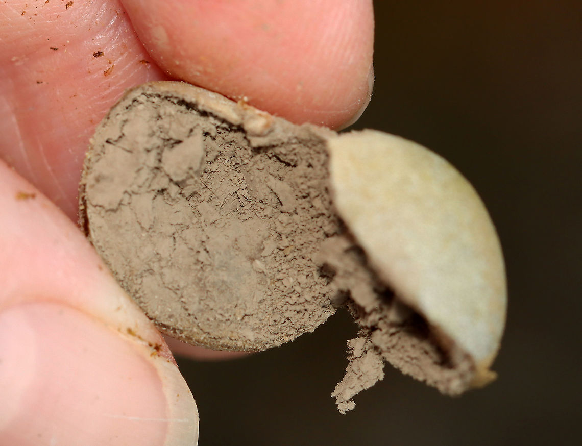 Slime Mold - Reticularia lycoperdon I found several of these round masses on a snag that had been chewed by a beaver a couple years ago. The outside was whitish with a white base and the inside was full of brown spores.<br />
<br />
Habitat: Growing in a beaver gnawing trace on a hardwood tree; deciduous forest<br />
<figure class="photo"><a href="https://www.jungledragon.com/image/121792/slime_mold_-_reticularia_lycoperdon.html" title="Slime Mold - Reticularia lycoperdon"><img src="https://s3.amazonaws.com/media.jungledragon.com/images/3232/121792_thumb.jpg?AWSAccessKeyId=05GMT0V3GWVNE7GGM1R2&Expires=1767225610&Signature=zMtG8baPT4m9pLWLK4bqHvu9azU%3D" width="200" height="156" alt="Slime Mold - Reticularia lycoperdon I found several of these round masses on a snag that had been chewed by a beaver a couple years ago. The outside was whitish with a white base and the inside was full of brown spores.<br />
<br />
Habitat: Growing in a beaver gnawing trace on a hardwood tree; deciduous forest<br />
https://www.jungledragon.com/image/121792/puffball_or_slime_mold_maybe_reticularia_lycoperdon.html<br />
https://www.jungledragon.com/image/121795/puffball_or_slime_mold_maybe_reticularia_lycoperdon.html<br />
https://www.jungledragon.com/image/121794/puffball_or_slime_mold_maybe_reticularia_lycoperdon.html<br />
https://www.jungledragon.com/image/121793/puffball_or_slime_mold_maybe_reticularia_lycoperdon.html<br />
 False Puffball,Geotagged,Lycogala,Reticularia lycoperdon,Summer,United States,fungus,slime mold" /></a></figure><br />
<figure class="photo"><a href="https://www.jungledragon.com/image/121795/slime_mold_-_reticularia_lycoperdon.html" title="Slime Mold - Reticularia lycoperdon"><img src="https://s3.amazonaws.com/media.jungledragon.com/images/3232/121795_thumb.jpg?AWSAccessKeyId=05GMT0V3GWVNE7GGM1R2&Expires=1767225610&Signature=3sR4S2iFYt4PGq0D%2BhnqNTo1l1Y%3D" width="200" height="160" alt="Slime Mold - Reticularia lycoperdon I found several of these round masses on a snag that had been chewed by a beaver a couple years ago. The outside was whitish with a white base and the inside was full of brown spores.<br />
<br />
Habitat: Growing in a beaver gnawing trace on a hardwood tree; deciduous forest<br />
https://www.jungledragon.com/image/121792/puffball_or_slime_mold_maybe_reticularia_lycoperdon.html<br />
https://www.jungledragon.com/image/121795/puffball_or_slime_mold_maybe_reticularia_lycoperdon.html<br />
https://www.jungledragon.com/image/121794/puffball_or_slime_mold_maybe_reticularia_lycoperdon.html<br />
https://www.jungledragon.com/image/121793/puffball_or_slime_mold_maybe_reticularia_lycoperdon.html<br />
 False Puffball,Geotagged,Reticularia lycoperdon,Summer,United States" /></a></figure><br />
<figure class="photo"><a href="https://www.jungledragon.com/image/121794/slime_mold_-_reticularia_lycoperdon.html" title="Slime Mold - Reticularia lycoperdon"><img src="https://s3.amazonaws.com/media.jungledragon.com/images/3232/121794_thumb.jpg?AWSAccessKeyId=05GMT0V3GWVNE7GGM1R2&Expires=1767225610&Signature=362JAMj%2F9k2hgYU7IfXz8yAp%2Fvg%3D" width="200" height="154" alt="Slime Mold - Reticularia lycoperdon I found several of these round masses on a snag that had been chewed by a beaver a couple years ago. The outside was whitish with a white base and the inside was full of brown spores.<br />
<br />
Habitat: Growing in a beaver gnawing trace on a hardwood tree; deciduous forest<br />
https://www.jungledragon.com/image/121792/puffball_or_slime_mold_maybe_reticularia_lycoperdon.html<br />
https://www.jungledragon.com/image/121795/puffball_or_slime_mold_maybe_reticularia_lycoperdon.html<br />
https://www.jungledragon.com/image/121794/puffball_or_slime_mold_maybe_reticularia_lycoperdon.html<br />
https://www.jungledragon.com/image/121793/puffball_or_slime_mold_maybe_reticularia_lycoperdon.html<br />
 False Puffball,Geotagged,Reticularia lycoperdon,Summer,United States" /></a></figure><br />
<figure class="photo"><a href="https://www.jungledragon.com/image/121793/slime_mold_-_reticularia_lycoperdon.html" title="Slime Mold - Reticularia lycoperdon"><img src="https://s3.amazonaws.com/media.jungledragon.com/images/3232/121793_thumb.jpg?AWSAccessKeyId=05GMT0V3GWVNE7GGM1R2&Expires=1767225610&Signature=dZGpDOCO9ePXZGAVPPfbVF9XByQ%3D" width="200" height="154" alt="Slime Mold - Reticularia lycoperdon I found several of these round masses on a snag that had been chewed by a beaver a couple years ago. The outside was whitish with a white base and the inside was full of brown spores.<br />
<br />
Habitat: Growing in a beaver gnawing trace on a hardwood tree; deciduous forest<br />
https://www.jungledragon.com/image/121792/puffball_or_slime_mold_maybe_reticularia_lycoperdon.html<br />
https://www.jungledragon.com/image/121795/puffball_or_slime_mold_maybe_reticularia_lycoperdon.html<br />
https://www.jungledragon.com/image/121794/puffball_or_slime_mold_maybe_reticularia_lycoperdon.html<br />
https://www.jungledragon.com/image/121793/puffball_or_slime_mold_maybe_reticularia_lycoperdon.html<br />
 False Puffball,Geotagged,Reticularia lycoperdon,Summer,United States" /></a></figure><br />
 False Puffball,Geotagged,Reticularia lycoperdon,Summer,United States