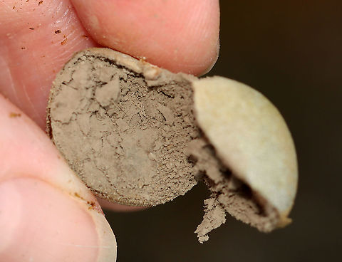 Slime Mold - Reticularia lycoperdon I found several of these round masses on a snag that had been chewed by a beaver a couple years ago. The outside was whitish with a white base and the inside was full of brown spores.

Habitat: Growing in a beaver gnawing trace on a hardwood tree; deciduous forest
https://www.jungledragon.com/image/121792/puffball_or_slime_mold_maybe_reticularia_lycoperdon.html
https://www.jungledragon.com/image/121795/puffball_or_slime_mold_maybe_reticularia_lycoperdon.html
https://www.jungledragon.com/image/121794/puffball_or_slime_mold_maybe_reticularia_lycoperdon.html
https://www.jungledragon.com/image/121793/puffball_or_slime_mold_maybe_reticularia_lycoperdon.html
 False Puffball,Geotagged,Reticularia lycoperdon,Summer,United States