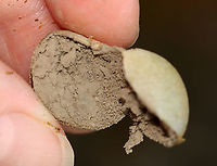Slime Mold - Reticularia lycoperdon I found several of these round masses on a snag that had been chewed by a beaver a couple years ago. The outside was whitish with a white base and the inside was full of brown spores.<br />
<br />
Habitat: Growing in a beaver gnawing trace on a hardwood tree; deciduous forest<br />
https://www.jungledragon.com/image/121792/puffball_or_slime_mold_maybe_reticularia_lycoperdon.html<br />
https://www.jungledragon.com/image/121795/puffball_or_slime_mold_maybe_reticularia_lycoperdon.html<br />
https://www.jungledragon.com/image/121794/puffball_or_slime_mold_maybe_reticularia_lycoperdon.html<br />
https://www.jungledragon.com/image/121793/puffball_or_slime_mold_maybe_reticularia_lycoperdon.html<br />
False Puffball,Geotagged,Reticularia lycoperdon,Summer,United States