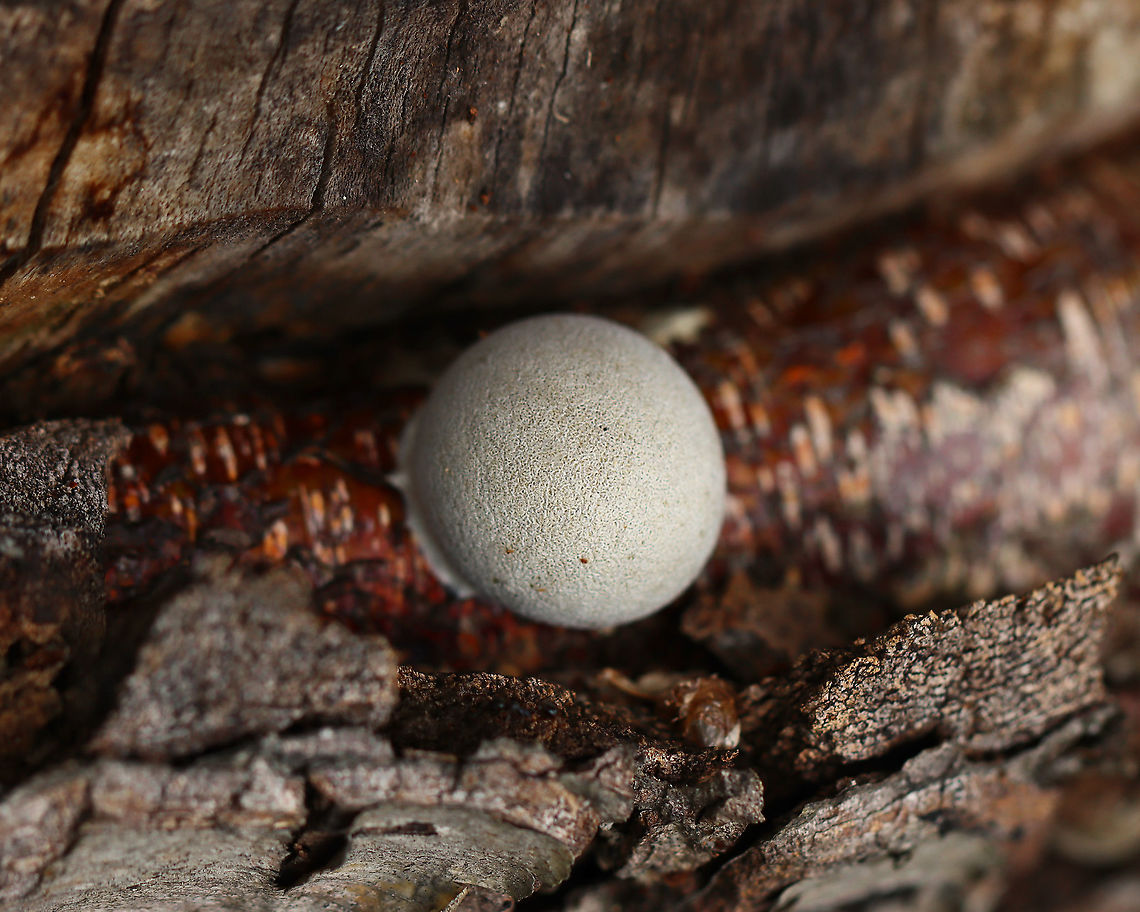 Slime Mold - Reticularia lycoperdon I found several of these round masses on a snag that had been chewed by a beaver a couple years ago. The outside was whitish with a white base and the inside was full of brown spores.<br />
<br />
Habitat: Growing in a beaver gnawing trace on a hardwood tree; deciduous forest<br />
<figure class="photo"><a href="https://www.jungledragon.com/image/121792/slime_mold_-_reticularia_lycoperdon.html" title="Slime Mold - Reticularia lycoperdon"><img src="https://s3.amazonaws.com/media.jungledragon.com/images/3232/121792_thumb.jpg?AWSAccessKeyId=05GMT0V3GWVNE7GGM1R2&Expires=1767225610&Signature=zMtG8baPT4m9pLWLK4bqHvu9azU%3D" width="200" height="156" alt="Slime Mold - Reticularia lycoperdon I found several of these round masses on a snag that had been chewed by a beaver a couple years ago. The outside was whitish with a white base and the inside was full of brown spores.<br />
<br />
Habitat: Growing in a beaver gnawing trace on a hardwood tree; deciduous forest<br />
https://www.jungledragon.com/image/121792/puffball_or_slime_mold_maybe_reticularia_lycoperdon.html<br />
https://www.jungledragon.com/image/121795/puffball_or_slime_mold_maybe_reticularia_lycoperdon.html<br />
https://www.jungledragon.com/image/121794/puffball_or_slime_mold_maybe_reticularia_lycoperdon.html<br />
https://www.jungledragon.com/image/121793/puffball_or_slime_mold_maybe_reticularia_lycoperdon.html<br />
 False Puffball,Geotagged,Lycogala,Reticularia lycoperdon,Summer,United States,fungus,slime mold" /></a></figure><br />
<figure class="photo"><a href="https://www.jungledragon.com/image/121795/slime_mold_-_reticularia_lycoperdon.html" title="Slime Mold - Reticularia lycoperdon"><img src="https://s3.amazonaws.com/media.jungledragon.com/images/3232/121795_thumb.jpg?AWSAccessKeyId=05GMT0V3GWVNE7GGM1R2&Expires=1767225610&Signature=3sR4S2iFYt4PGq0D%2BhnqNTo1l1Y%3D" width="200" height="160" alt="Slime Mold - Reticularia lycoperdon I found several of these round masses on a snag that had been chewed by a beaver a couple years ago. The outside was whitish with a white base and the inside was full of brown spores.<br />
<br />
Habitat: Growing in a beaver gnawing trace on a hardwood tree; deciduous forest<br />
https://www.jungledragon.com/image/121792/puffball_or_slime_mold_maybe_reticularia_lycoperdon.html<br />
https://www.jungledragon.com/image/121795/puffball_or_slime_mold_maybe_reticularia_lycoperdon.html<br />
https://www.jungledragon.com/image/121794/puffball_or_slime_mold_maybe_reticularia_lycoperdon.html<br />
https://www.jungledragon.com/image/121793/puffball_or_slime_mold_maybe_reticularia_lycoperdon.html<br />
 False Puffball,Geotagged,Reticularia lycoperdon,Summer,United States" /></a></figure><br />
<figure class="photo"><a href="https://www.jungledragon.com/image/121794/slime_mold_-_reticularia_lycoperdon.html" title="Slime Mold - Reticularia lycoperdon"><img src="https://s3.amazonaws.com/media.jungledragon.com/images/3232/121794_thumb.jpg?AWSAccessKeyId=05GMT0V3GWVNE7GGM1R2&Expires=1767225610&Signature=362JAMj%2F9k2hgYU7IfXz8yAp%2Fvg%3D" width="200" height="154" alt="Slime Mold - Reticularia lycoperdon I found several of these round masses on a snag that had been chewed by a beaver a couple years ago. The outside was whitish with a white base and the inside was full of brown spores.<br />
<br />
Habitat: Growing in a beaver gnawing trace on a hardwood tree; deciduous forest<br />
https://www.jungledragon.com/image/121792/puffball_or_slime_mold_maybe_reticularia_lycoperdon.html<br />
https://www.jungledragon.com/image/121795/puffball_or_slime_mold_maybe_reticularia_lycoperdon.html<br />
https://www.jungledragon.com/image/121794/puffball_or_slime_mold_maybe_reticularia_lycoperdon.html<br />
https://www.jungledragon.com/image/121793/puffball_or_slime_mold_maybe_reticularia_lycoperdon.html<br />
 False Puffball,Geotagged,Reticularia lycoperdon,Summer,United States" /></a></figure><br />
<figure class="photo"><a href="https://www.jungledragon.com/image/121793/slime_mold_-_reticularia_lycoperdon.html" title="Slime Mold - Reticularia lycoperdon"><img src="https://s3.amazonaws.com/media.jungledragon.com/images/3232/121793_thumb.jpg?AWSAccessKeyId=05GMT0V3GWVNE7GGM1R2&Expires=1767225610&Signature=dZGpDOCO9ePXZGAVPPfbVF9XByQ%3D" width="200" height="154" alt="Slime Mold - Reticularia lycoperdon I found several of these round masses on a snag that had been chewed by a beaver a couple years ago. The outside was whitish with a white base and the inside was full of brown spores.<br />
<br />
Habitat: Growing in a beaver gnawing trace on a hardwood tree; deciduous forest<br />
https://www.jungledragon.com/image/121792/puffball_or_slime_mold_maybe_reticularia_lycoperdon.html<br />
https://www.jungledragon.com/image/121795/puffball_or_slime_mold_maybe_reticularia_lycoperdon.html<br />
https://www.jungledragon.com/image/121794/puffball_or_slime_mold_maybe_reticularia_lycoperdon.html<br />
https://www.jungledragon.com/image/121793/puffball_or_slime_mold_maybe_reticularia_lycoperdon.html<br />
 False Puffball,Geotagged,Reticularia lycoperdon,Summer,United States" /></a></figure><br />
 False Puffball,Geotagged,Reticularia lycoperdon,Summer,United States