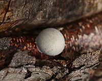 Slime Mold - Reticularia lycoperdon I found several of these round masses on a snag that had been chewed by a beaver a couple years ago. The outside was whitish with a white base and the inside was full of brown spores.<br />
<br />
Habitat: Growing in a beaver gnawing trace on a hardwood tree; deciduous forest<br />
https://www.jungledragon.com/image/121792/puffball_or_slime_mold_maybe_reticularia_lycoperdon.html<br />
https://www.jungledragon.com/image/121795/puffball_or_slime_mold_maybe_reticularia_lycoperdon.html<br />
https://www.jungledragon.com/image/121794/puffball_or_slime_mold_maybe_reticularia_lycoperdon.html<br />
https://www.jungledragon.com/image/121793/puffball_or_slime_mold_maybe_reticularia_lycoperdon.html<br />
False Puffball,Geotagged,Reticularia lycoperdon,Summer,United States