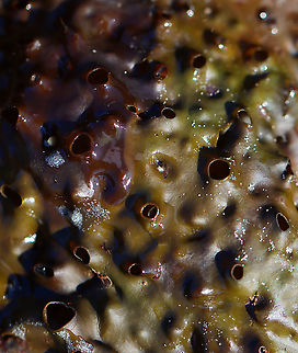Shotgun Kelp - Agarum clathratum/cribosum This kelp grows in the very low intertidal/subtidal zone. This was just a piece of the kelp that had washed up on the beach. It is covered with holes, which reduces the effect of the tide on the kelp.

Habitat: Beach during low tide

*It seems that Agarum clathratum is the current name for this species and that Agarum cribosum is the older name?
https://www.jungledragon.com/image/121870/shotgun_kelp_-_agarum_clathratumcribosum.html
https://www.jungledragon.com/image/121872/shotgun_kelp_-_agarum_clathratumcribosum.html
https://www.jungledragon.com/image/121871/shotgun_kelp_-_agarum_clathratumcribosum.html Agaraceae,Agarum,Agarum clathratum,Geotagged,Sea Collander,Summer,United States,kelp,shotgun kelp,sieve kelp
