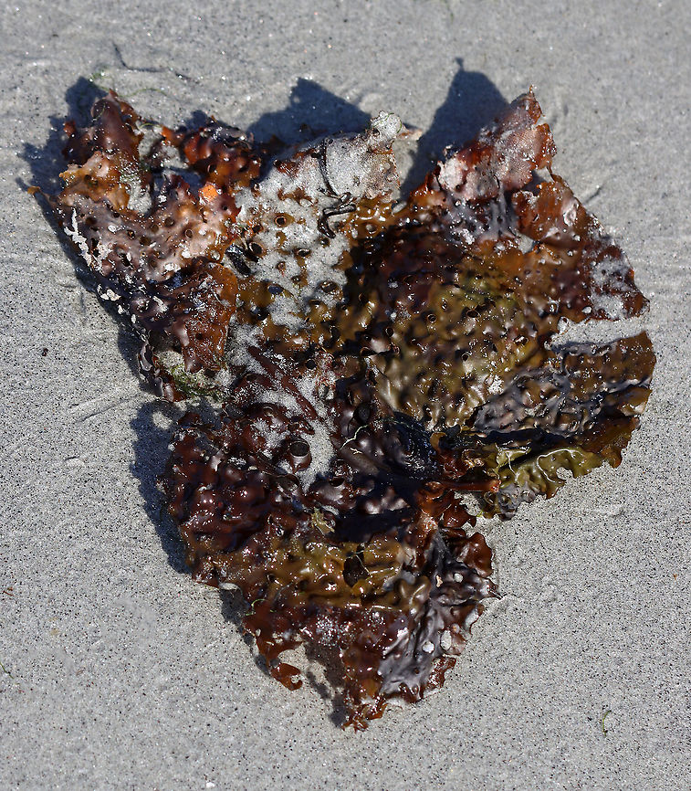 Shotgun Kelp - Agarum clathratum/cribosum This kelp grows in the very low intertidal/subtidal zone. This was just a piece of the kelp that had washed up on the beach. It is covered with holes, which reduces the effect of the tide on the kelp.<br />
<br />
Habitat: Beach during low tide<br />
<br />
*It seems that Agarum clathratum is the current name for this species and that Agarum cribosum is the older name?<br />
<figure class="photo"><a href="https://www.jungledragon.com/image/121870/shotgun_kelp_-_agarum_clathratumcribosum.html" title="Shotgun Kelp - Agarum clathratum/cribosum"><img src="https://s3.amazonaws.com/media.jungledragon.com/images/3232/121870_thumb.jpg?AWSAccessKeyId=05GMT0V3GWVNE7GGM1R2&Expires=1759968010&Signature=czfCMwVRPqkptO%2FTxTd97eTRUTE%3D" width="130" height="152" alt="Shotgun Kelp - Agarum clathratum/cribosum This kelp grows in the very low intertidal/subtidal zone. This was just a piece of the kelp that had washed up on the beach. It is covered with holes, which reduces the effect of the tide on the kelp.<br />
<br />
Habitat: Beach during low tide<br />
<br />
*It seems that Agarum clathratum is the current name for this species and that Agarum cribosum is the older name?<br />
https://www.jungledragon.com/image/121870/shotgun_kelp_-_agarum_clathratumcribosum.html<br />
https://www.jungledragon.com/image/121872/shotgun_kelp_-_agarum_clathratumcribosum.html<br />
https://www.jungledragon.com/image/121871/shotgun_kelp_-_agarum_clathratumcribosum.html Agaraceae,Agarum,Agarum clathratum,Geotagged,Sea Collander,Summer,United States,kelp,shotgun kelp,sieve kelp" /></a></figure><br />
<figure class="photo"><a href="https://www.jungledragon.com/image/121872/shotgun_kelp_-_agarum_clathratumcribosum.html" title="Shotgun Kelp - Agarum clathratum/cribosum"><img src="https://s3.amazonaws.com/media.jungledragon.com/images/3232/121872_thumb.jpg?AWSAccessKeyId=05GMT0V3GWVNE7GGM1R2&Expires=1759968010&Signature=LG1J3jbafMnCkI4nynaFbk%2FnteY%3D" width="200" height="134" alt="Shotgun Kelp - Agarum clathratum/cribosum This kelp grows in the very low intertidal/subtidal zone. This was just a piece of the kelp that had washed up on the beach. It is covered with holes, which reduces the effect of the tide on the kelp.<br />
<br />
Habitat: Beach during low tide<br />
<br />
*It seems that Agarum clathratum is the current name for this species and that Agarum cribosum is the older name?<br />
https://www.jungledragon.com/image/121870/shotgun_kelp_-_agarum_clathratumcribosum.html<br />
https://www.jungledragon.com/image/121872/shotgun_kelp_-_agarum_clathratumcribosum.html<br />
https://www.jungledragon.com/image/121871/shotgun_kelp_-_agarum_clathratumcribosum.html Agarum,Agarum clathratum,Chromista,Devil's apron,Geotagged,Sea Lace,Summer,United States. algae,brown algae,kelp,sea collander,shotgun kelp,sieve kelp" /></a></figure><br />
<figure class="photo"><a href="https://www.jungledragon.com/image/121871/shotgun_kelp_-_agarum_clathratumcribosum.html" title="Shotgun Kelp - Agarum clathratum/cribosum"><img src="https://s3.amazonaws.com/media.jungledragon.com/images/3232/121871_thumb.jpg?AWSAccessKeyId=05GMT0V3GWVNE7GGM1R2&Expires=1759968010&Signature=sJI0gTXLKy17N9pBEi3VQyJ8Xpo%3D" width="134" height="152" alt="Shotgun Kelp - Agarum clathratum/cribosum This kelp grows in the very low intertidal/subtidal zone. This was just a piece of the kelp that had washed up on the beach. It is covered with holes, which reduces the effect of the tide on the kelp.<br />
<br />
Habitat: Beach during low tide<br />
<br />
*It seems that Agarum clathratum is the current name for this species and that Agarum cribosum is the older name?<br />
https://www.jungledragon.com/image/121870/shotgun_kelp_-_agarum_clathratumcribosum.html<br />
https://www.jungledragon.com/image/121872/shotgun_kelp_-_agarum_clathratumcribosum.html<br />
https://www.jungledragon.com/image/121871/shotgun_kelp_-_agarum_clathratumcribosum.html Agarum,Agarum clathratum,Chromista,Geotagged,Summer,United States,algae,brown algae,kelp" /></a></figure> Agarum,Agarum clathratum,Chromista,Geotagged,Summer,United States,algae,brown algae,kelp