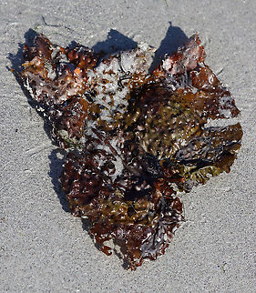 Shotgun Kelp - Agarum clathratum/cribosum This kelp grows in the very low intertidal/subtidal zone. This was just a piece of the kelp that had washed up on the beach. It is covered with holes, which reduces the effect of the tide on the kelp.

Habitat: Beach during low tide

*It seems that Agarum clathratum is the current name for this species and that Agarum cribosum is the older name?
https://www.jungledragon.com/image/121870/shotgun_kelp_-_agarum_clathratumcribosum.html
https://www.jungledragon.com/image/121872/shotgun_kelp_-_agarum_clathratumcribosum.html
https://www.jungledragon.com/image/121871/shotgun_kelp_-_agarum_clathratumcribosum.html Agarum,Agarum clathratum,Chromista,Geotagged,Summer,United States,algae,brown algae,kelp