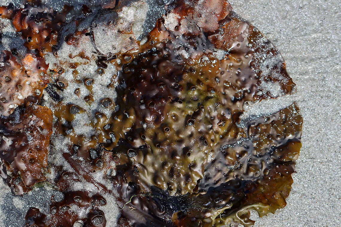 Shotgun Kelp - Agarum clathratum/cribosum This kelp grows in the very low intertidal/subtidal zone. This was just a piece of the kelp that had washed up on the beach. It is covered with holes, which reduces the effect of the tide on the kelp.<br />
<br />
Habitat: Beach during low tide<br />
<br />
*It seems that Agarum clathratum is the current name for this species and that Agarum cribosum is the older name?<br />
<figure class="photo"><a href="https://www.jungledragon.com/image/121870/shotgun_kelp_-_agarum_clathratumcribosum.html" title="Shotgun Kelp - Agarum clathratum/cribosum"><img src="https://s3.amazonaws.com/media.jungledragon.com/images/3232/121870_thumb.jpg?AWSAccessKeyId=05GMT0V3GWVNE7GGM1R2&Expires=1759968010&Signature=czfCMwVRPqkptO%2FTxTd97eTRUTE%3D" width="130" height="152" alt="Shotgun Kelp - Agarum clathratum/cribosum This kelp grows in the very low intertidal/subtidal zone. This was just a piece of the kelp that had washed up on the beach. It is covered with holes, which reduces the effect of the tide on the kelp.<br />
<br />
Habitat: Beach during low tide<br />
<br />
*It seems that Agarum clathratum is the current name for this species and that Agarum cribosum is the older name?<br />
https://www.jungledragon.com/image/121870/shotgun_kelp_-_agarum_clathratumcribosum.html<br />
https://www.jungledragon.com/image/121872/shotgun_kelp_-_agarum_clathratumcribosum.html<br />
https://www.jungledragon.com/image/121871/shotgun_kelp_-_agarum_clathratumcribosum.html Agaraceae,Agarum,Agarum clathratum,Geotagged,Sea Collander,Summer,United States,kelp,shotgun kelp,sieve kelp" /></a></figure><br />
<figure class="photo"><a href="https://www.jungledragon.com/image/121872/shotgun_kelp_-_agarum_clathratumcribosum.html" title="Shotgun Kelp - Agarum clathratum/cribosum"><img src="https://s3.amazonaws.com/media.jungledragon.com/images/3232/121872_thumb.jpg?AWSAccessKeyId=05GMT0V3GWVNE7GGM1R2&Expires=1759968010&Signature=LG1J3jbafMnCkI4nynaFbk%2FnteY%3D" width="200" height="134" alt="Shotgun Kelp - Agarum clathratum/cribosum This kelp grows in the very low intertidal/subtidal zone. This was just a piece of the kelp that had washed up on the beach. It is covered with holes, which reduces the effect of the tide on the kelp.<br />
<br />
Habitat: Beach during low tide<br />
<br />
*It seems that Agarum clathratum is the current name for this species and that Agarum cribosum is the older name?<br />
https://www.jungledragon.com/image/121870/shotgun_kelp_-_agarum_clathratumcribosum.html<br />
https://www.jungledragon.com/image/121872/shotgun_kelp_-_agarum_clathratumcribosum.html<br />
https://www.jungledragon.com/image/121871/shotgun_kelp_-_agarum_clathratumcribosum.html Agarum,Agarum clathratum,Chromista,Devil's apron,Geotagged,Sea Lace,Summer,United States. algae,brown algae,kelp,sea collander,shotgun kelp,sieve kelp" /></a></figure><br />
<figure class="photo"><a href="https://www.jungledragon.com/image/121871/shotgun_kelp_-_agarum_clathratumcribosum.html" title="Shotgun Kelp - Agarum clathratum/cribosum"><img src="https://s3.amazonaws.com/media.jungledragon.com/images/3232/121871_thumb.jpg?AWSAccessKeyId=05GMT0V3GWVNE7GGM1R2&Expires=1759968010&Signature=sJI0gTXLKy17N9pBEi3VQyJ8Xpo%3D" width="134" height="152" alt="Shotgun Kelp - Agarum clathratum/cribosum This kelp grows in the very low intertidal/subtidal zone. This was just a piece of the kelp that had washed up on the beach. It is covered with holes, which reduces the effect of the tide on the kelp.<br />
<br />
Habitat: Beach during low tide<br />
<br />
*It seems that Agarum clathratum is the current name for this species and that Agarum cribosum is the older name?<br />
https://www.jungledragon.com/image/121870/shotgun_kelp_-_agarum_clathratumcribosum.html<br />
https://www.jungledragon.com/image/121872/shotgun_kelp_-_agarum_clathratumcribosum.html<br />
https://www.jungledragon.com/image/121871/shotgun_kelp_-_agarum_clathratumcribosum.html Agarum,Agarum clathratum,Chromista,Geotagged,Summer,United States,algae,brown algae,kelp" /></a></figure> Agarum,Agarum clathratum,Chromista,Devil's apron,Geotagged,Sea Lace,Summer,United States. algae,brown algae,kelp,sea collander,shotgun kelp,sieve kelp