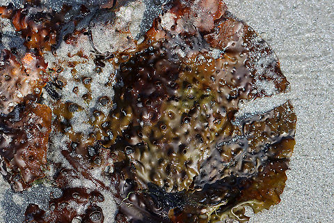 Shotgun Kelp - Agarum clathratum/cribosum This kelp grows in the very low intertidal/subtidal zone. This was just a piece of the kelp that had washed up on the beach. It is covered with holes, which reduces the effect of the tide on the kelp.

Habitat: Beach during low tide

*It seems that Agarum clathratum is the current name for this species and that Agarum cribosum is the older name?
https://www.jungledragon.com/image/121870/shotgun_kelp_-_agarum_clathratumcribosum.html
https://www.jungledragon.com/image/121872/shotgun_kelp_-_agarum_clathratumcribosum.html
https://www.jungledragon.com/image/121871/shotgun_kelp_-_agarum_clathratumcribosum.html Agarum,Agarum clathratum,Chromista,Devil's apron,Geotagged,Sea Lace,Summer,United States. algae,brown algae,kelp,sea collander,shotgun kelp,sieve kelp
