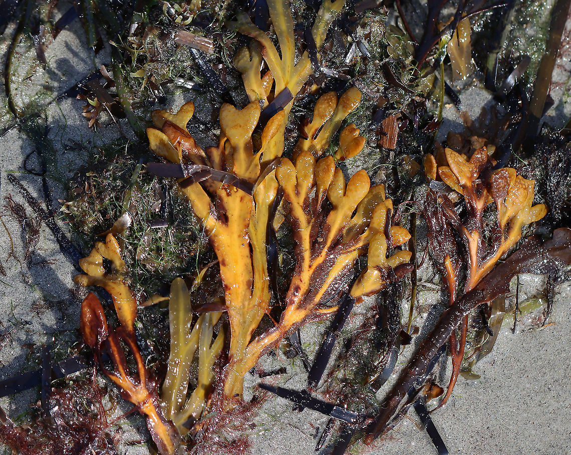 Spiral Wrack - Fucus spiralis This seaweed has bumpy air bladders in pairs. The fronds grow to 30 cm long.<br />
<br />
Habitat: Intertidal zone and washed up on beach Fucus,Fucus spiralis,Geotagged,Spiral wrack,Summer,United States,algae,brown algae,flat wrack,seaweed