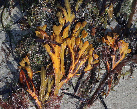 Spiral Wrack - Fucus spiralis This seaweed has bumpy air bladders in pairs. The fronds grow to 30 cm long.

Habitat: Intertidal zone and washed up on beach Fucus,Fucus spiralis,Geotagged,Spiral wrack,Summer,United States,algae,brown algae,flat wrack,seaweed
