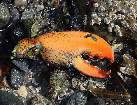 American Lobster Claw - Homarus americanus Habitat: Intertidal zone American lobster,Atlantic lobster,Geotagged,Homarus,Homarus americanus,Maine lobster,Nephropidae,Summer,United States,claw,lobster,lobster claw