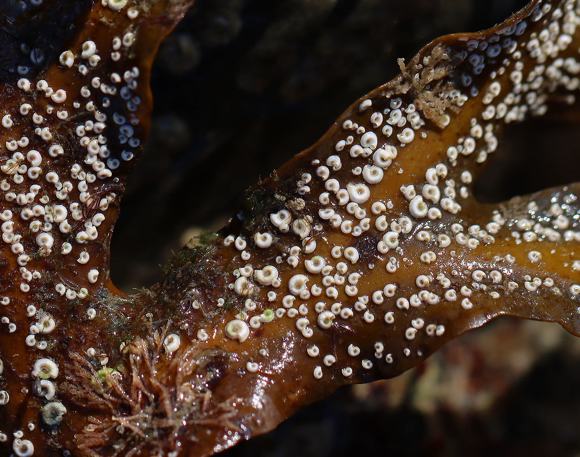 Sinistral Spiral Tubeworm - Spirorbis borealis Very small polychaete worms with white coiled shells. <br />
<br />
Habitat: Attached to seaweed/algae; Intertidal zone Geotagged,Sinistral Spiral Tubeworm,Spirorbis,Spirorbis borealis,Summer,United States,hard tube worm,marine polychaete,polychaete,sedentary polychaete