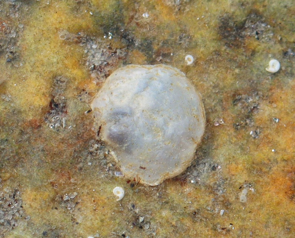 Common Jingle - Anomia simplex Thin, translucent shells; the lower shell is "glued" to the substrate.<br />
<br />
Habitat: Attached to rocks; Subtidal  Anomia,Anomia simplex,Geotagged,Summer,United States,bivalve,common jingle,mollusc