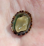 Tortoiseshell Limpet (Underside) - Testudinalia testudinalis TL: ~20 mm. Flattened cone with variable markings.<br />
<br />
Habitat: Intertidal<br />
https://www.jungledragon.com/image/121880/tortoiseshell_limpet_-_testudinalia_testudinalis.html Geotagged,Summer,Testudinalia testudinalis,Tortoise limpet,United States