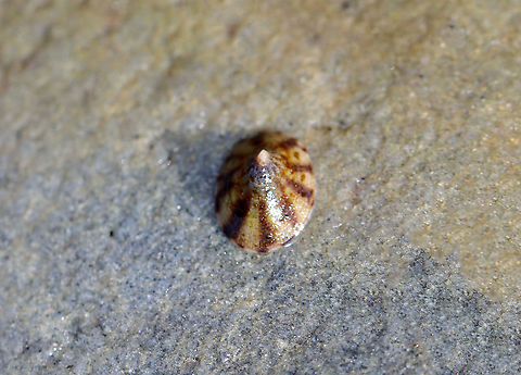 Tortoiseshell Limpet - Testudinalia testudinalis TL: ~20 mm. Flattened cone with variable markings.

Habitat: Intertidal
https://www.jungledragon.com/image/121879/tortoiseshell_limpet_underside_-_testudinalia_testudinalis.html Geotagged,Summer,Testudinalia,Testudinalia testudinalis,Tortoise limpet,United States,limpet
