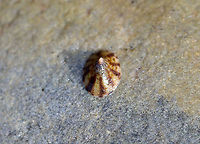 Tortoiseshell Limpet - Testudinalia testudinalis TL: ~20 mm. Flattened cone with variable markings.<br />
<br />
Habitat: Intertidal<br />
https://www.jungledragon.com/image/121879/tortoiseshell_limpet_underside_-_testudinalia_testudinalis.html Geotagged,Summer,Testudinalia,Testudinalia testudinalis,Tortoise limpet,United States,limpet