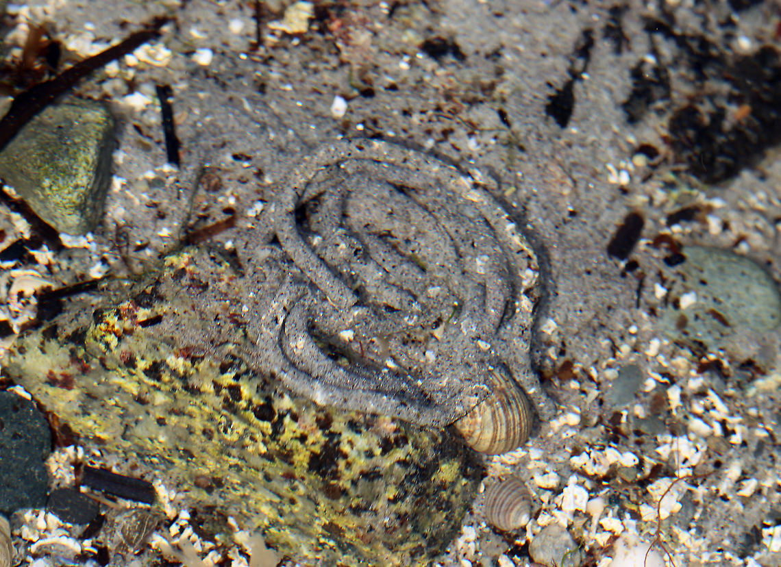 Lugworm Castings - Arenicola marina Lugworms make U-shaped burrows with openings at both ends. Arenicola marina extrudes a pile of coiled castings (poop), while the similar species, A. cristata leaves a formless mound of castings. A lugworm spends most of its life in its burrow with its head at the bottom of the tunnel and its tail pointing up towards the surface. The worms feed on microorganisms found in sand and water. Any undigestible material passes through the worm, is ejected from the back of the burrow, and is what we call 'castings'.<br />
<br />
Lugworms are important to tidal and beach ecosystems:<br />
<br />
-The lugworms' burrowing helps to aerate the sand and its castings release nutrients back into the environment. <br />
<br />
-They have an important role in the foodweb. They eat small organisms, help break down decaying matter, and are a food source for other animals. Predators, such as fish, crabs, and birds can attack lugworms when they come near the opening of their burrows to expel their castings. Lugworms have very fragile tails, which easily break off when attacked. This means that the predators end up with a tasty morsel, but the lugworm survives. <br />
<br />
Habitat: Low tide pools<br />
<br />
 Arenicola,Arenicola marina,Geotagged,Summer,United States,aquatic worm,castings,lugworm,lugworm castings,marine worm,worm cast,worm castings