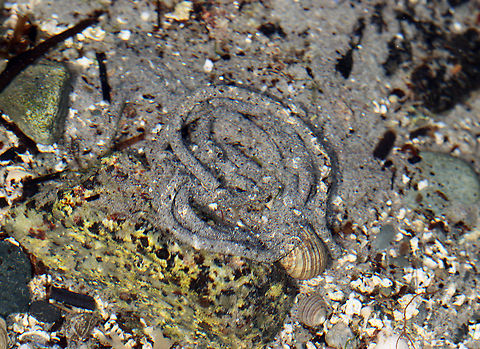 Lugworm Castings - Arenicola marina Lugworms make U-shaped burrows with openings at both ends. Arenicola marina extrudes a pile of coiled castings (poop), while the similar species, A. cristata leaves a formless mound of castings. A lugworm spends most of its life in its burrow with its head at the bottom of the tunnel and its tail pointing up towards the surface. The worms feed on microorganisms found in sand and water. Any undigestible material passes through the worm, is ejected from the back of the burrow, and is what we call 'castings'.

Lugworms are important to tidal and beach ecosystems:

-The lugworms' burrowing helps to aerate the sand and its castings release nutrients back into the environment. 

-They have an important role in the foodweb. They eat small organisms, help break down decaying matter, and are a food source for other animals. Predators, such as fish, crabs, and birds can attack lugworms when they come near the opening of their burrows to expel their castings. Lugworms have very fragile tails, which easily break off when attacked. This means that the predators end up with a tasty morsel, but the lugworm survives. 

Habitat: Low tide pools

 Arenicola,Arenicola marina,Geotagged,Summer,United States,aquatic worm,castings,lugworm,lugworm castings,marine worm,worm cast,worm castings