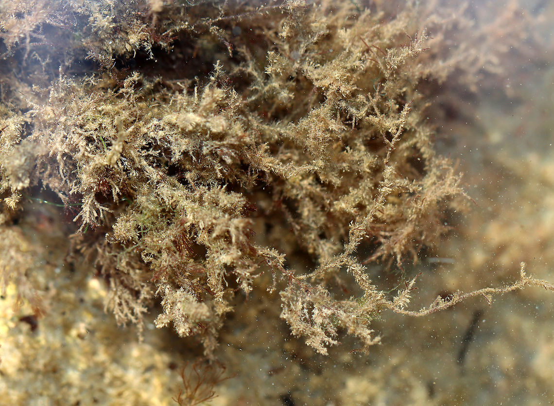Tubed Weed - Polysiphonia sp. I'm not sure if the genus is correct, I'm just guessing. This weed was so messy and fluffy -- it was really hard to get a good photo. There are numerous Polysiphonia species, and they require microscopy to ID to species-level. Some are epiphytes, while others can be found free floating or adhered to rock.<br />
<br />
Habitat: Subtidal pools Geotagged,Polysiphonia,Summer,United States,alga,algae,red seaweed,rhodophyta,tubed weed