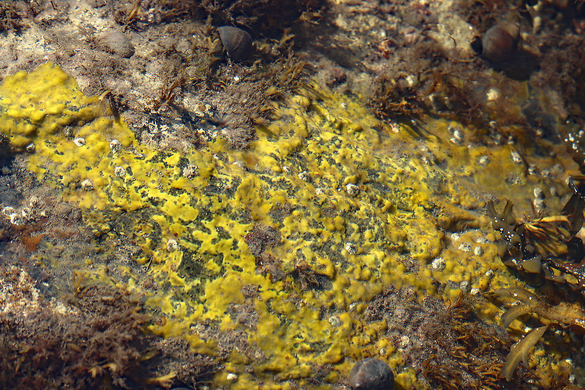 Yellow Crust on Rocks in the Intertidal Zone I have no idea what this yellow stuff is. Maybe a sponge? Or, a tunicate? Neither? It kind of resembled dog vomit, but obviously wasn't.<br />
<br />
Habitat: Growing on rocks in tide pools during low tide<br />
<figure class="photo"><a href="https://www.jungledragon.com/image/121939/yellow_crust_on_rocks_in_the_intertidal_zone.html" title="Yellow Crust on Rocks in the Intertidal Zone"><img src="https://s3.amazonaws.com/media.jungledragon.com/images/3232/121939_thumb.jpg?AWSAccessKeyId=05GMT0V3GWVNE7GGM1R2&Expires=1769040010&Signature=Q6zjv6BQ243fPqZXXKCNF2OtrzQ%3D" width="200" height="150" alt="Yellow Crust on Rocks in the Intertidal Zone I have no idea what this yellow stuff is. Maybe a sponge? Or, a tunicate? Neither? It kind of resembled dog vomit, but obviously wasn't.<br />
<br />
Habitat: Growing on rocks in tide pools during low tide<br />
https://www.jungledragon.com/image/121938/yellow_crust_on_rocks_in_the_intertidal_zone.html Geotagged,Summer,United States,intertidal zone,low tide,subtidal" /></a></figure> Geotagged,Summer,United States