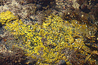 Yellow Crust on Rocks in the Intertidal Zone I have no idea what this yellow stuff is. Maybe a sponge? Or, a tunicate? Neither? It kind of resembled dog vomit, but obviously wasn't.<br />
<br />
Habitat: Growing on rocks in tide pools during low tide<br />
https://www.jungledragon.com/image/121939/yellow_crust_on_rocks_in_the_intertidal_zone.html Geotagged,Summer,United States