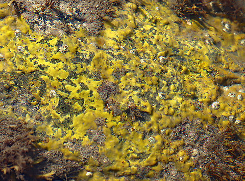Yellow Crust on Rocks in the Intertidal Zone I have no idea what this yellow stuff is. Maybe a sponge? Or, a tunicate? Neither? It kind of resembled dog vomit, but obviously wasn't.

Habitat: Growing on rocks in tide pools during low tide
https://www.jungledragon.com/image/121938/yellow_crust_on_rocks_in_the_intertidal_zone.html Geotagged,Summer,United States,intertidal zone,low tide,subtidal