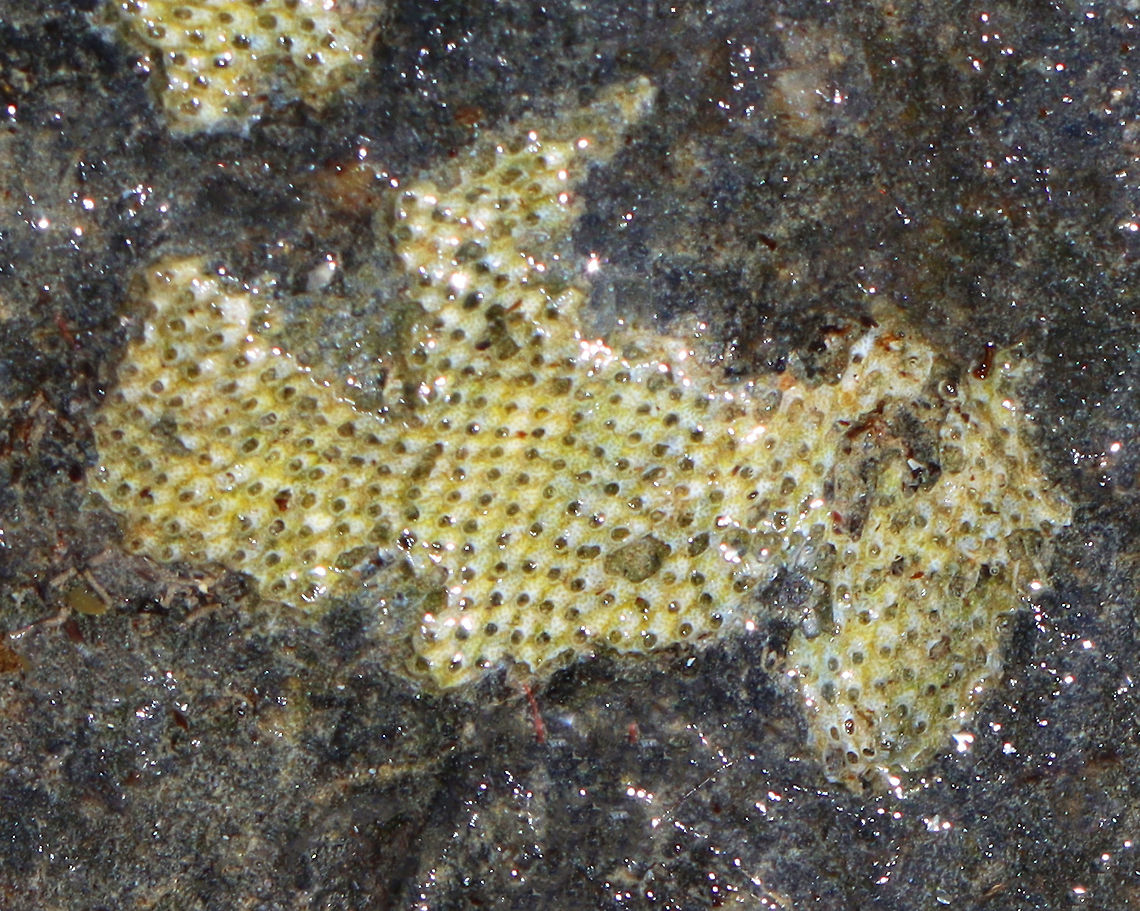 Colonial Bryozoan - Cryptosula pallasiana *Tentative ID based on the presence of tiny holes on the front wall of the zooecium.<br />
<br />
Habitat: On rocks; subtidal/low tide pools Cheilostomatida,Cryptosula,Cryptosula pallasiana,Geotagged,Summer,United States,bryozoa,bryozoan,colonial bryozoan