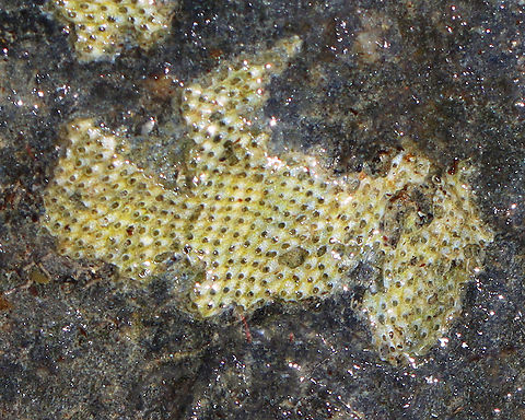 Colonial Bryozoan - Cryptosula pallasiana *Tentative ID based on the presence of tiny holes on the front wall of the zooecium.

Habitat: On rocks; subtidal/low tide pools Cheilostomatida,Cryptosula,Cryptosula pallasiana,Geotagged,Summer,United States,bryozoa,bryozoan,colonial bryozoan