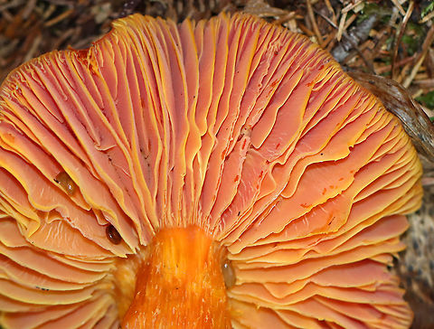 Mushroom - Hygrocybe sp. It was so vibrant!!

Habitat: Growing on the ground along some coastal cliffs in a mostly coniferous forest
https://www.jungledragon.com/image/121960/mushroom_-_hygrocybe_sp.html Geotagged,Hygrocybe,Summer,United States,fungus,mushroom
