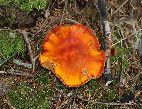 Mushroom - Hygrocybe sp. It was so vibrant!!

Habitat: Growing on the ground along some coastal cliffs in a mostly coniferous forest
https://www.jungledragon.com/image/121959/mushroom_-_hygrocybe_sp.html Geotagged,Summer,United States