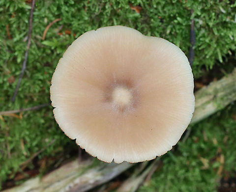 Straight-stalked Entoloma - Entoloma strictius 
Habitat: Growing next to tree roots covered in moss; coniferous forest
https://www.jungledragon.com/image/121961/mushroom_-_entoloma_sp.html
https://www.jungledragon.com/image/121963/mushroom_-_entoloma_sp.html
https://www.jungledragon.com/image/121962/mushroom_-_entoloma_sp.html Entoloma strictius,Geotagged,Straight-stalked Entoloma,Summer,United States