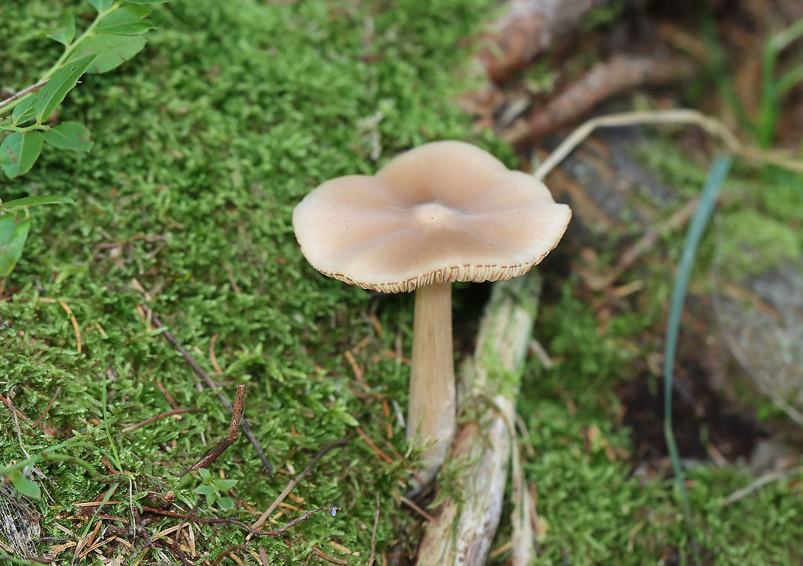 Straight-stalked Entoloma - Entoloma strictius Habitat: Growing next to tree roots covered in moss; coniferous forest<br />
<figure class="photo"><a href="https://www.jungledragon.com/image/121961/straight-stalked_entoloma_-_entoloma_strictius.html" title="Straight-stalked Entoloma - Entoloma strictius"><img src="https://s3.amazonaws.com/media.jungledragon.com/images/3232/121961_thumb.jpg?AWSAccessKeyId=05GMT0V3GWVNE7GGM1R2&Expires=1759968010&Signature=SU92ERkU%2BvY70ZV45KMHJh7HEvc%3D" width="200" height="164" alt="Straight-stalked Entoloma - Entoloma strictius <br />
Habitat: Growing next to tree roots covered in moss; coniferous forest<br />
https://www.jungledragon.com/image/121961/mushroom_-_entoloma_sp.html<br />
https://www.jungledragon.com/image/121963/mushroom_-_entoloma_sp.html<br />
https://www.jungledragon.com/image/121962/mushroom_-_entoloma_sp.html Entoloma strictius,Geotagged,Straight-stalked Entoloma,Summer,United States" /></a></figure><br />
<figure class="photo"><a href="https://www.jungledragon.com/image/121963/straight-stalked_entoloma_-_entoloma_strictius.html" title="Straight-stalked Entoloma - Entoloma strictius"><img src="https://s3.amazonaws.com/media.jungledragon.com/images/3232/121963_thumb.jpg?AWSAccessKeyId=05GMT0V3GWVNE7GGM1R2&Expires=1759968010&Signature=uNT9CEyoPEw6wXtyQ5rigtrfiVE%3D" width="200" height="136" alt="Straight-stalked Entoloma - Entoloma strictius Habitat: Growing next to tree roots covered in moss; coniferous forest<br />
https://www.jungledragon.com/image/121961/mushroom_-_entoloma_sp.html<br />
https://www.jungledragon.com/image/121963/mushroom_-_entoloma_sp.html<br />
https://www.jungledragon.com/image/121962/mushroom_-_entoloma_sp.html Entoloma,Entoloma strictius,Geotagged,Straight-stalked Entoloma,Summer,United States,fungus,mushroom" /></a></figure><br />
<figure class="photo"><a href="https://www.jungledragon.com/image/121962/straight-stalked_entoloma_-_entoloma_strictius.html" title="Straight-stalked Entoloma - Entoloma strictius"><img src="https://s3.amazonaws.com/media.jungledragon.com/images/3232/121962_thumb.jpg?AWSAccessKeyId=05GMT0V3GWVNE7GGM1R2&Expires=1759968010&Signature=WyyaKB3wVHTncpx61LtV1Yr7wsc%3D" width="200" height="142" alt="Straight-stalked Entoloma - Entoloma strictius Habitat: Growing next to tree roots covered in moss; coniferous forest<br />
https://www.jungledragon.com/image/121961/mushroom_-_entoloma_sp.html<br />
https://www.jungledragon.com/image/121963/mushroom_-_entoloma_sp.html<br />
https://www.jungledragon.com/image/121962/mushroom_-_entoloma_sp.html Entoloma strictius,Geotagged,Straight-stalked Entoloma,Summer,United States" /></a></figure> Entoloma strictius,Geotagged,Straight-stalked Entoloma,Summer,United States