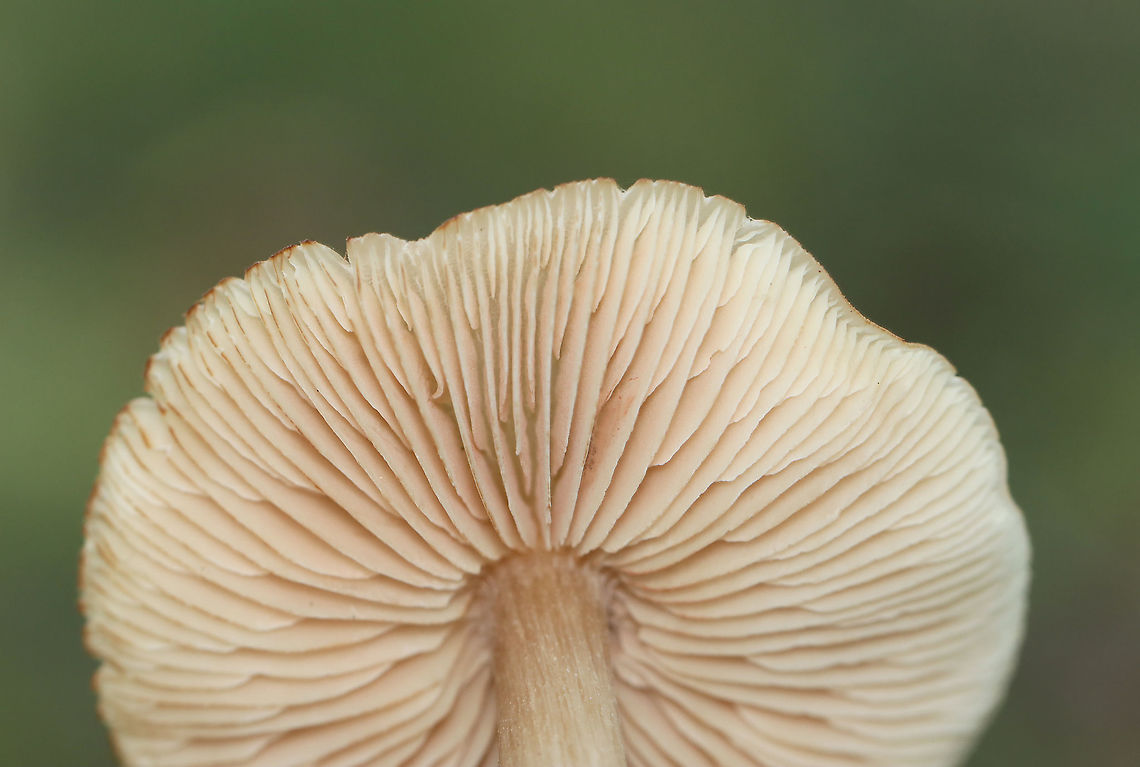 Straight-stalked Entoloma - Entoloma strictius Habitat: Growing next to tree roots covered in moss; coniferous forest<br />
<figure class="photo"><a href="https://www.jungledragon.com/image/121961/straight-stalked_entoloma_-_entoloma_strictius.html" title="Straight-stalked Entoloma - Entoloma strictius"><img src="https://s3.amazonaws.com/media.jungledragon.com/images/3232/121961_thumb.jpg?AWSAccessKeyId=05GMT0V3GWVNE7GGM1R2&Expires=1763596810&Signature=7jGG1bjHsJ2FCXn7zDwRzFpMizU%3D" width="200" height="164" alt="Straight-stalked Entoloma - Entoloma strictius <br />
Habitat: Growing next to tree roots covered in moss; coniferous forest<br />
https://www.jungledragon.com/image/121961/mushroom_-_entoloma_sp.html<br />
https://www.jungledragon.com/image/121963/mushroom_-_entoloma_sp.html<br />
https://www.jungledragon.com/image/121962/mushroom_-_entoloma_sp.html Entoloma strictius,Geotagged,Straight-stalked Entoloma,Summer,United States" /></a></figure><br />
<figure class="photo"><a href="https://www.jungledragon.com/image/121963/straight-stalked_entoloma_-_entoloma_strictius.html" title="Straight-stalked Entoloma - Entoloma strictius"><img src="https://s3.amazonaws.com/media.jungledragon.com/images/3232/121963_thumb.jpg?AWSAccessKeyId=05GMT0V3GWVNE7GGM1R2&Expires=1763596810&Signature=2cIthIFX18rrCUvPZWrD73cN2Hc%3D" width="200" height="136" alt="Straight-stalked Entoloma - Entoloma strictius Habitat: Growing next to tree roots covered in moss; coniferous forest<br />
https://www.jungledragon.com/image/121961/mushroom_-_entoloma_sp.html<br />
https://www.jungledragon.com/image/121963/mushroom_-_entoloma_sp.html<br />
https://www.jungledragon.com/image/121962/mushroom_-_entoloma_sp.html Entoloma,Entoloma strictius,Geotagged,Straight-stalked Entoloma,Summer,United States,fungus,mushroom" /></a></figure><br />
<figure class="photo"><a href="https://www.jungledragon.com/image/121962/straight-stalked_entoloma_-_entoloma_strictius.html" title="Straight-stalked Entoloma - Entoloma strictius"><img src="https://s3.amazonaws.com/media.jungledragon.com/images/3232/121962_thumb.jpg?AWSAccessKeyId=05GMT0V3GWVNE7GGM1R2&Expires=1763596810&Signature=EvhdZqtXsuSXkdPGy2KrwBELVlw%3D" width="200" height="142" alt="Straight-stalked Entoloma - Entoloma strictius Habitat: Growing next to tree roots covered in moss; coniferous forest<br />
https://www.jungledragon.com/image/121961/mushroom_-_entoloma_sp.html<br />
https://www.jungledragon.com/image/121963/mushroom_-_entoloma_sp.html<br />
https://www.jungledragon.com/image/121962/mushroom_-_entoloma_sp.html Entoloma strictius,Geotagged,Straight-stalked Entoloma,Summer,United States" /></a></figure> Entoloma,Entoloma strictius,Geotagged,Straight-stalked Entoloma,Summer,United States,fungus,mushroom