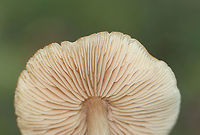 Straight-stalked Entoloma - Entoloma strictius Habitat: Growing next to tree roots covered in moss; coniferous forest<br />
https://www.jungledragon.com/image/121961/mushroom_-_entoloma_sp.html<br />
https://www.jungledragon.com/image/121963/mushroom_-_entoloma_sp.html<br />
https://www.jungledragon.com/image/121962/mushroom_-_entoloma_sp.html Entoloma,Entoloma strictius,Geotagged,Straight-stalked Entoloma,Summer,United States,fungus,mushroom