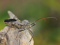 Wheel Bug - Arilus cristatus I was inspecting the milkweed pods when this bug surprised me. It was about 4 cm long! These bugs bite, and their bite is said to be more painful than a bee/wasp sting.<br />
<br />
Habitat: Poised on milkweed; meadow<br />
https://www.jungledragon.com/image/121998/wheel_bug_-_arilus_cristatus.html<br />
https://www.jungledragon.com/image/122000/wheel_bug_-_arilus_cristatus.html<br />
https://www.jungledragon.com/image/121999/wheel_bug_-_arilus_cristatus.html Arilus,Arilus cristatus,Geotagged,Reduviidae,Summer,United States,Wheel bug,bug,pronotal armor,true bug