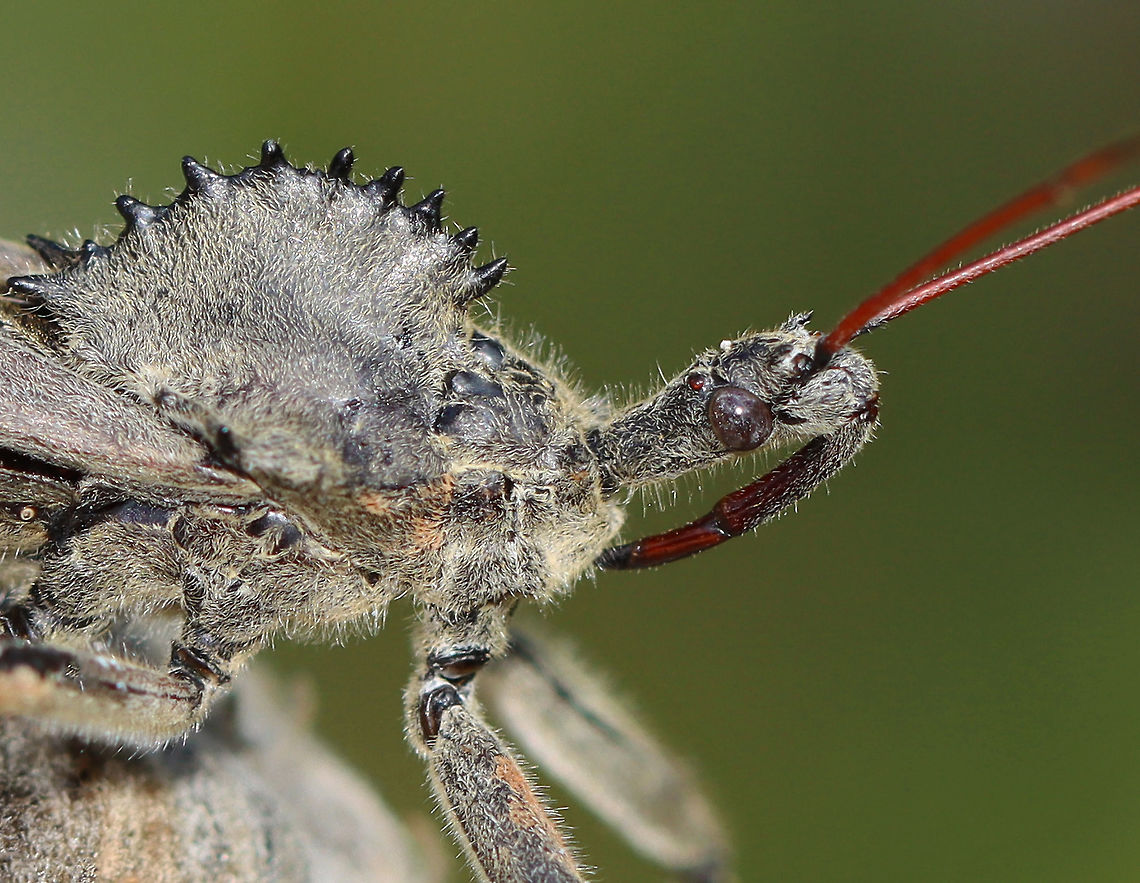 Wheel Bug - Arilus cristatus I was inspecting the milkweed pods when this bug surprised me. It was about 4 cm long! These bugs bite, and their bite is said to be more painful than a bee/wasp sting.<br />
<br />
Habitat: Poised on milkweed; meadow<br />
<figure class="photo"><a href="https://www.jungledragon.com/image/121998/wheel_bug_-_arilus_cristatus.html" title="Wheel Bug - Arilus cristatus"><img src="https://s3.amazonaws.com/media.jungledragon.com/images/3232/121998_thumb.jpg?AWSAccessKeyId=05GMT0V3GWVNE7GGM1R2&Expires=1759968010&Signature=Et5lptCe8YnufzlNo76qZhUtl1M%3D" width="200" height="152" alt="Wheel Bug - Arilus cristatus I was inspecting the milkweed pods when this bug surprised me. It was about 4 cm long! These bugs bite, and their bite is said to be more painful than a bee/wasp sting.<br />
<br />
Habitat: Poised on milkweed; meadow<br />
https://www.jungledragon.com/image/121998/wheel_bug_-_arilus_cristatus.html<br />
https://www.jungledragon.com/image/122000/wheel_bug_-_arilus_cristatus.html<br />
https://www.jungledragon.com/image/121999/wheel_bug_-_arilus_cristatus.html Arilus,Arilus cristatus,Geotagged,Reduviidae,Summer,United States,Wheel bug,bug,pronotal armor,true bug" /></a></figure><br />
<figure class="photo"><a href="https://www.jungledragon.com/image/122000/wheel_bug_-_arilus_cristatus.html" title="Wheel Bug - Arilus cristatus"><img src="https://s3.amazonaws.com/media.jungledragon.com/images/3232/122000_thumb.jpg?AWSAccessKeyId=05GMT0V3GWVNE7GGM1R2&Expires=1759968010&Signature=pa5I2SdHicKwOoveaTYiJ8enhB0%3D" width="200" height="154" alt="Wheel Bug - Arilus cristatus *This shot shows a small, white egg that someone laid on this bug&#039;s back!<br />
<br />
I was inspecting the milkweed pods when this bug surprised me. It was about 4 cm long! These bugs bite, and their bite is said to be more painful than a bee/wasp sting.<br />
<br />
Habitat: Poised on milkweed; meadow<br />
https://www.jungledragon.com/image/121998/wheel_bug_-_arilus_cristatus.html<br />
https://www.jungledragon.com/image/122000/wheel_bug_-_arilus_cristatus.html<br />
https://www.jungledragon.com/image/121999/wheel_bug_-_arilus_cristatus.html Arilus cristatus,Geotagged,Summer,United States,Wheel bug" /></a></figure><br />
<figure class="photo"><a href="https://www.jungledragon.com/image/121999/wheel_bug_-_arilus_cristatus.html" title="Wheel Bug - Arilus cristatus"><img src="https://s3.amazonaws.com/media.jungledragon.com/images/3232/121999_thumb.jpg?AWSAccessKeyId=05GMT0V3GWVNE7GGM1R2&Expires=1759968010&Signature=ZaYki0QFsbZ69jG%2Fi5LL68dWqgc%3D" width="200" height="156" alt="Wheel Bug - Arilus cristatus I was inspecting the milkweed pods when this bug surprised me. It was about 4 cm long! These bugs bite, and their bite is said to be more painful than a bee/wasp sting.<br />
<br />
Habitat: Poised on milkweed; meadow<br />
https://www.jungledragon.com/image/121998/wheel_bug_-_arilus_cristatus.html<br />
https://www.jungledragon.com/image/122000/wheel_bug_-_arilus_cristatus.html<br />
https://www.jungledragon.com/image/121999/wheel_bug_-_arilus_cristatus.html Arilus,Arilus cristatus,Geotagged,Reduviidae,Summer,United States,Wheel bug,bug" /></a></figure> Arilus,Arilus cristatus,Geotagged,Reduviidae,Summer,United States,Wheel bug,bug