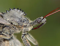 Wheel Bug - Arilus cristatus I was inspecting the milkweed pods when this bug surprised me. It was about 4 cm long! These bugs bite, and their bite is said to be more painful than a bee/wasp sting.<br />
<br />
Habitat: Poised on milkweed; meadow<br />
https://www.jungledragon.com/image/121998/wheel_bug_-_arilus_cristatus.html<br />
https://www.jungledragon.com/image/122000/wheel_bug_-_arilus_cristatus.html<br />
https://www.jungledragon.com/image/121999/wheel_bug_-_arilus_cristatus.html Arilus,Arilus cristatus,Geotagged,Reduviidae,Summer,United States,Wheel bug,bug